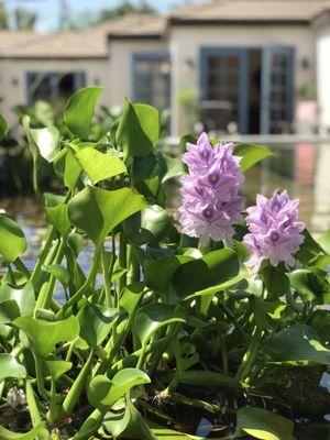 Dragonfly Aquascapes