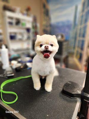 Swagger & Style Pet Grooming