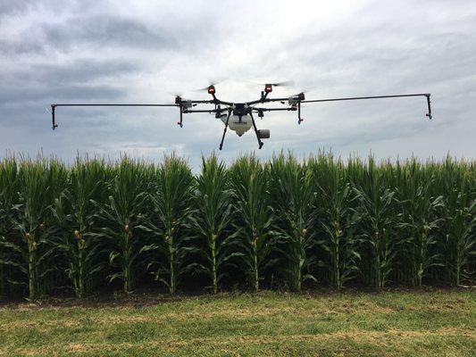 Rantizo drone sprayer applying fungicide to Iowa corn in early August 2019.