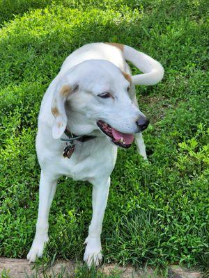 All Of Creation Pet Care