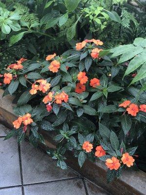 Chomp! Carnivorous Plants at the Conservatory of Flowers