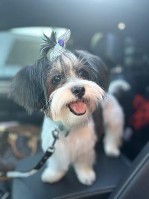 Dog's Day Out Pet Salon