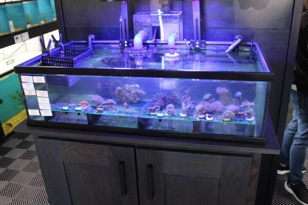 A large selection of Corals too!