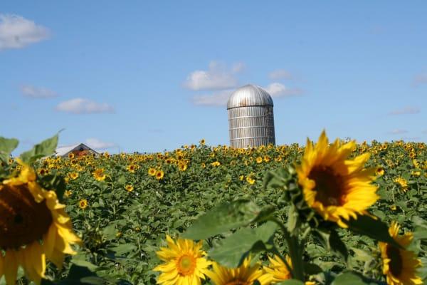Bergefurds Farm Market
