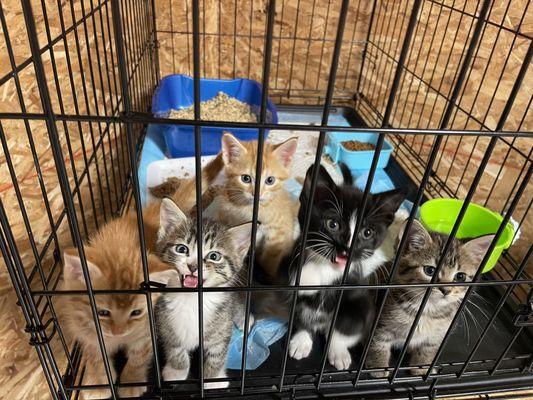 Serendipittys Sanctuary of Hope