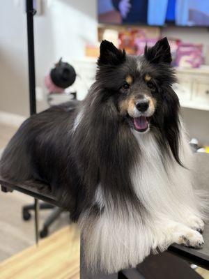 Raleigh Dog Grooming