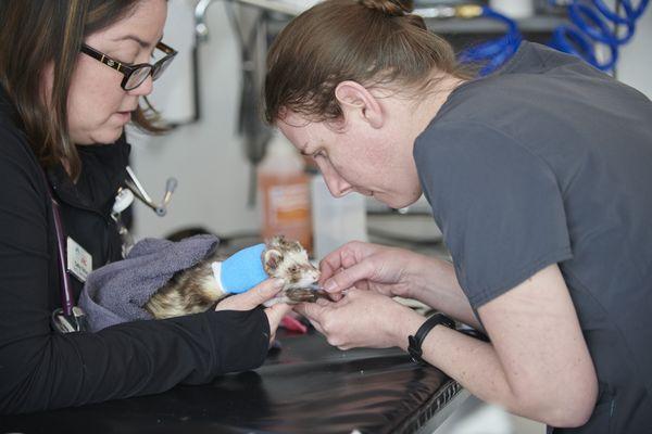 Our wonderful technicians working on an exotic pet, a Ferret! We have a full time boarded exotics doctor. Come see us!