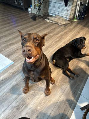 Gilroy Veterinary Hospital