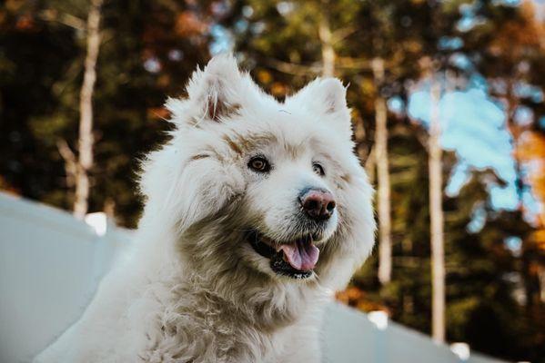 KT's At Home Pet Care