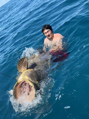 Goliath grouper splashing with mouth wide open and hook showing.