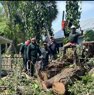 De Jesus Tree And Landscape Service