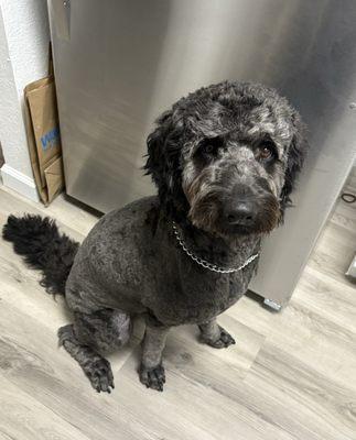 Bubbles & Bows Dog Grooming