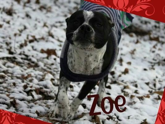 Charlotte Kennels