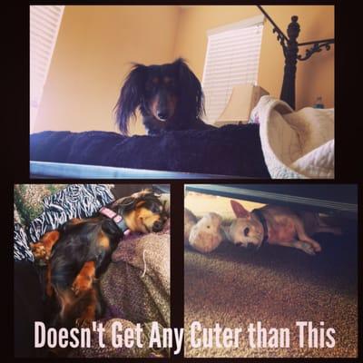 My babies. Samson and Zoey