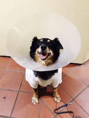 Caleb the doggo, day-after surgeries. Big smiles, cone of shame, recovery t-shirt. Lookin' ridiculous AF but he don't care.