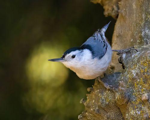 White-breasted Nuthatch | IG @moniquedao