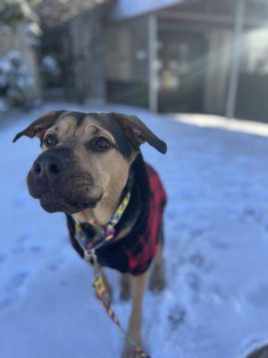 Roaming Rosie’s Pet Care