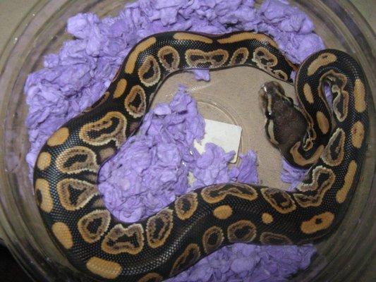 Canyon Country Reptiles