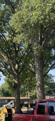 Nunez Tree & Landscaping