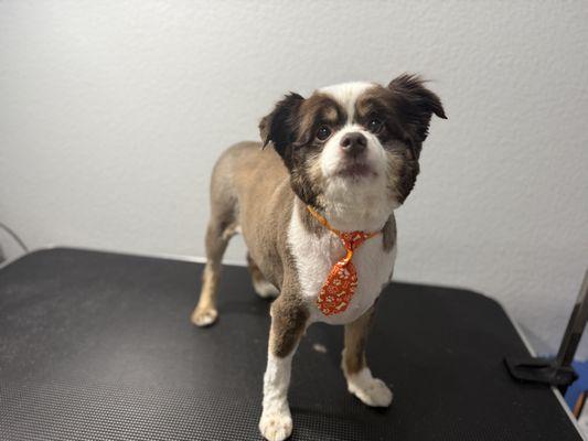 Fresh Fluff Grooming Spa