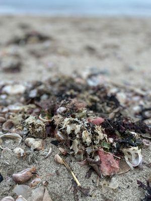 Lots of cool things washed up