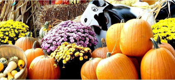 Amazin' Acres of Fun