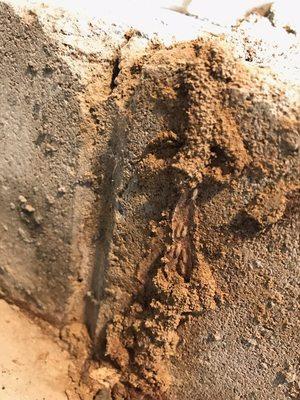 Consistent Pest Services