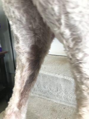 Diggitty Dogs
