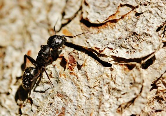Random Ant I found climbing up a tree here