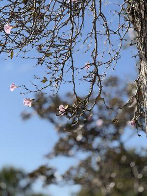 Barry Schreiber Promenade Park