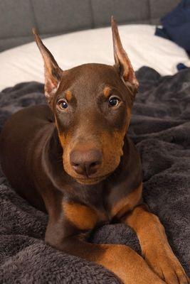 3 weeks after ear crop