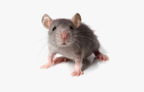 Attic Attack Wildlife Services