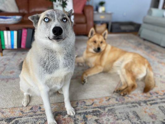 Lakeside Animal Hospital