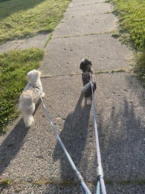 Maliq’s Dog Walking Services