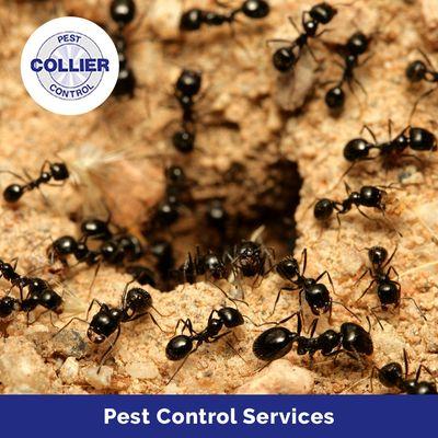 Pest Control Services