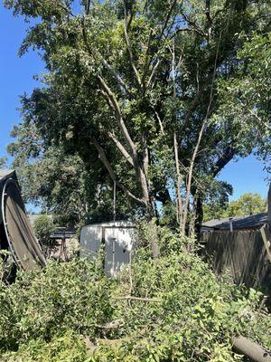 Coronado Tree Services