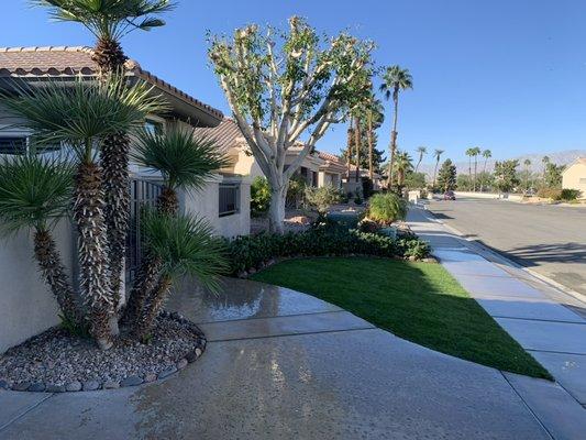 Tree tree down per customers specifications and installed new sod