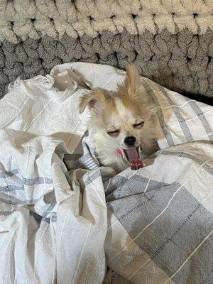 Airway Animal Clinic