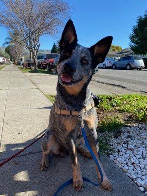 Aligned Private Dog Training