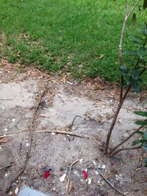 Syringe outside of a unit where 4 children: 2411 Branch Way.