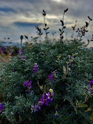 #AzulPreserve #AzulHiking #HikingBayArea #HikingCalifornia