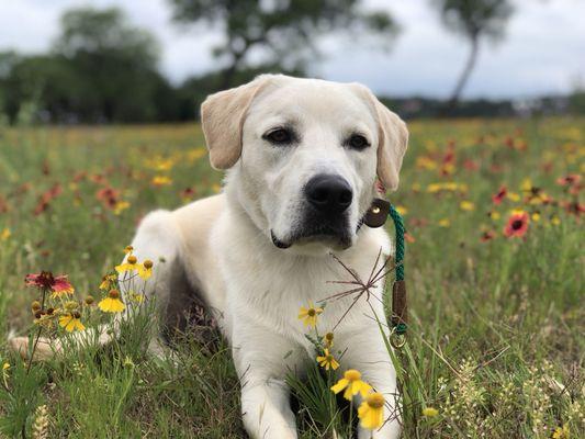 Toby working on his May calendar pose!