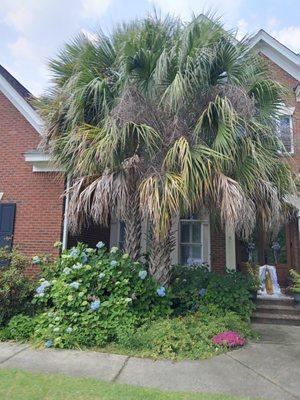 Goldstein Tree Trimming Specialist