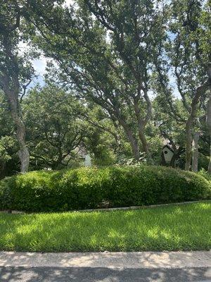 Tip Top Leaf and Limb