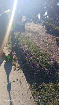 Level ing the top of the lentana bush!