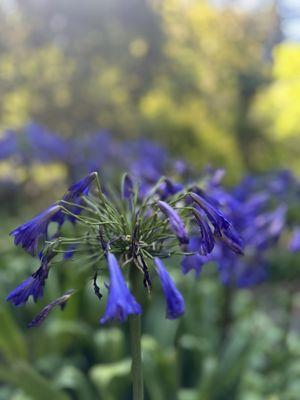 So many pretty flowers.