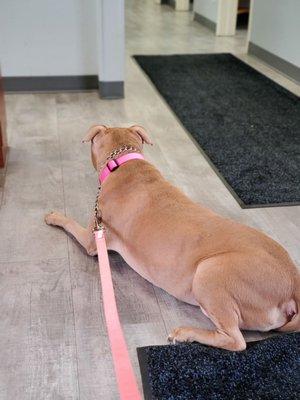 In the middle of the action to steal attention any chance she gets.  They all stopped to love her, pet her, and spoil her with treats.