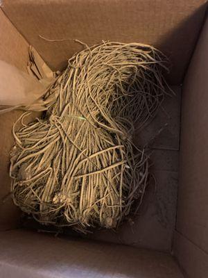 Time to sow some asparagus crowns.