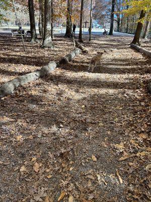 Brook Run Park