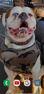 BetterVet - Orange County